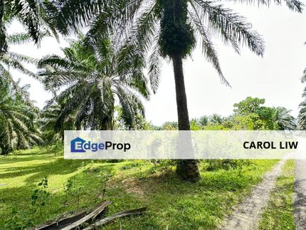 Bujang Agriculture Land For Sale Bedong Kedah, Kedah, Sungai Petani