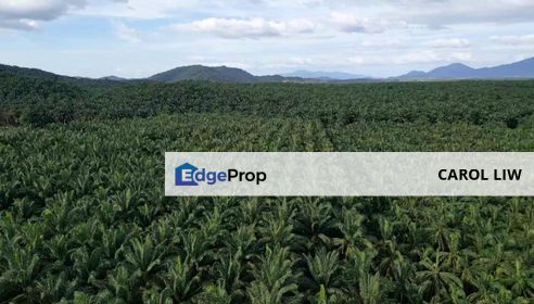 Agriculture Land For Sale Facing Main Road Sungai Petani Kedah, Kedah, Sungai Petani