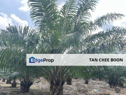 Banting Agricultural with Residential Zoning Land for Sale, Selangor, Banting