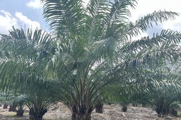 Banting Agricultural with Residential Zoning Land for Sale