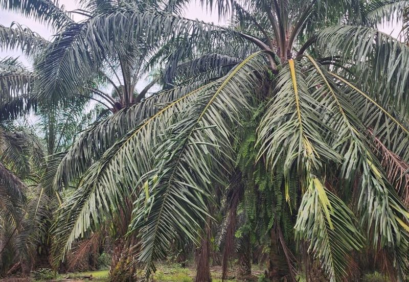 TRONOH (PERAK-KAMPUNG BALI )-50 acres - OIL PALM LAND-ONLY RM59K 