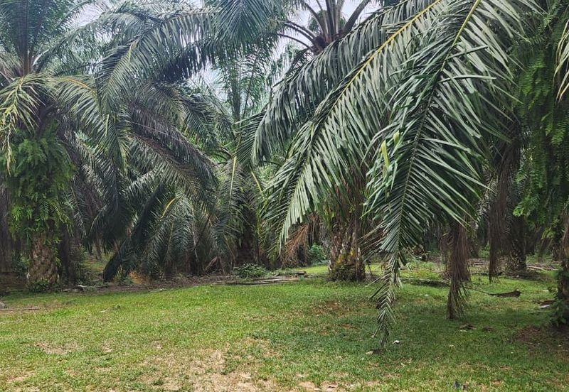 TRONOH (PERAK-KAMPUNG BALI )-50 acres - OIL PALM LAND-ONLY RM59K 