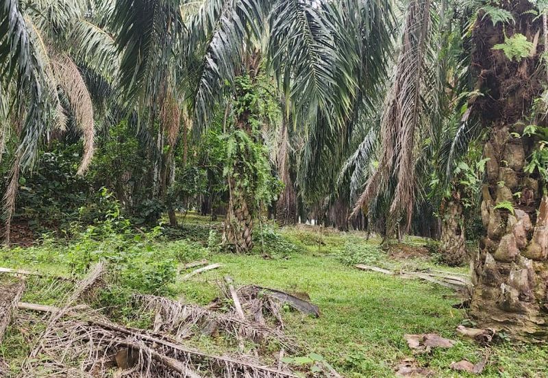 TRONOH (PERAK-KAMPUNG BALI )-50 acres - OIL PALM LAND-ONLY RM59K 