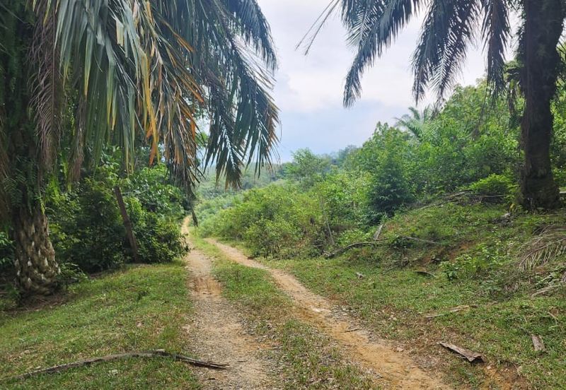 TRONOH (PERAK-KAMPUNG BALI )-50 acres - OIL PALM LAND-ONLY RM59K 
