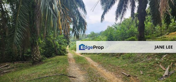 TRONOH (PERAK-KAMPUNG BALI )-50 acres - OIL PALM LAND-ONLY RM59K , Perak, Tronoh
