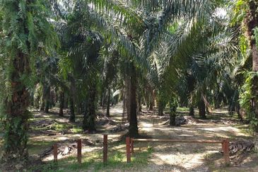 PARIT-OIL PALM ( 7 yrs TREE )-50 acres - MAIN ROAD