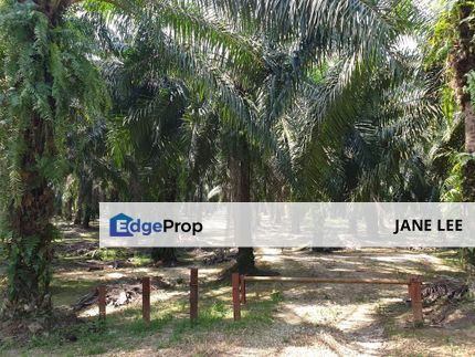 PARIT-OIL PALM ( 7 yrs TREE )-50 acres - MAIN ROAD, Perak, Parit