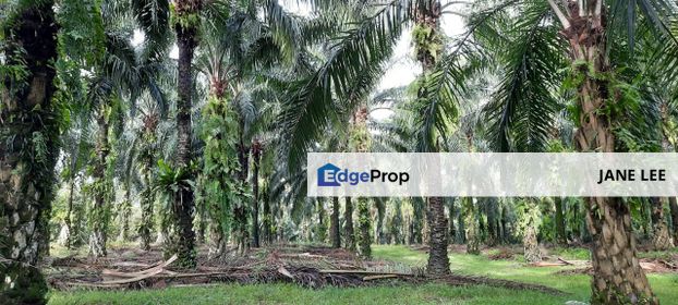 BATU GAJAH-6 ACRES-FREEHOLD-OIL PALM - FOR SALE , Perak, Batu Gajah