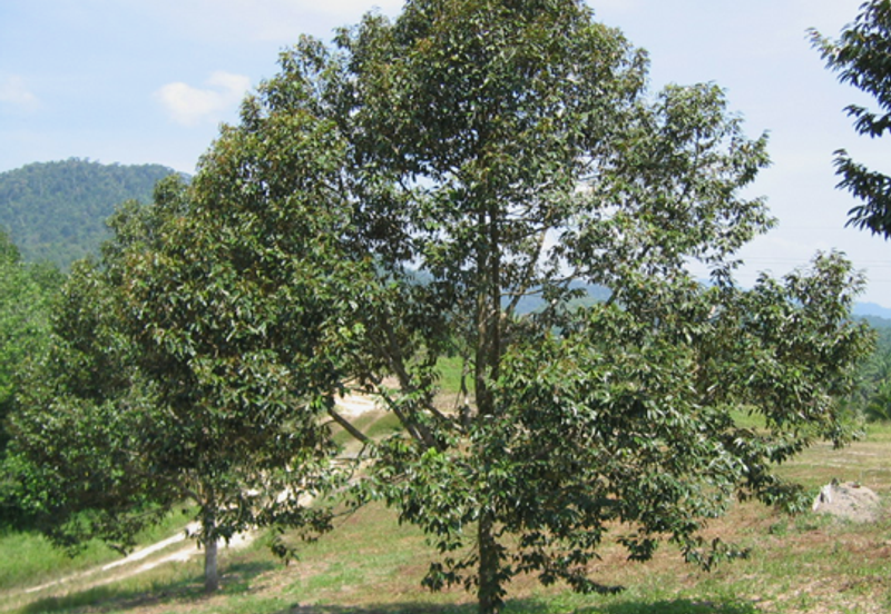 TAPAH & SLIM RIVER - MUSANG KING TREE-11 acres- GOOD INCOME-FREEHOLD - FOR SALE 