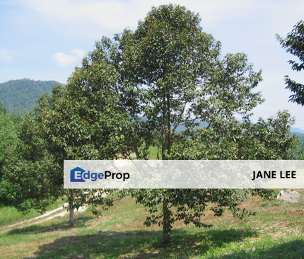 TAPAH & SLIM RIVER - MUSANG KING TREE-11 acres- GOOD INCOME-FREEHOLD - FOR SALE , Perak, Tapah