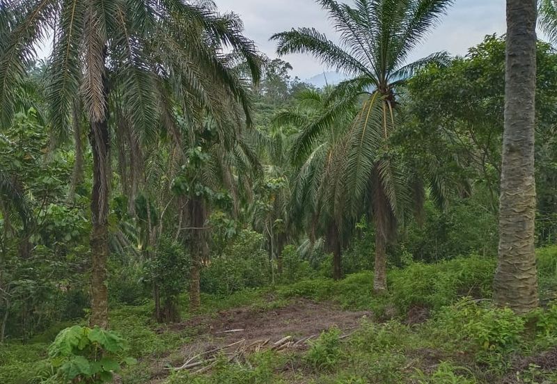 Agriculture Land @ Taiping