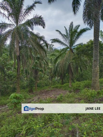 TAIPING-OIL PALM-176 ACRES-FREEHOLD -FOR SALE , Perak, Taiping