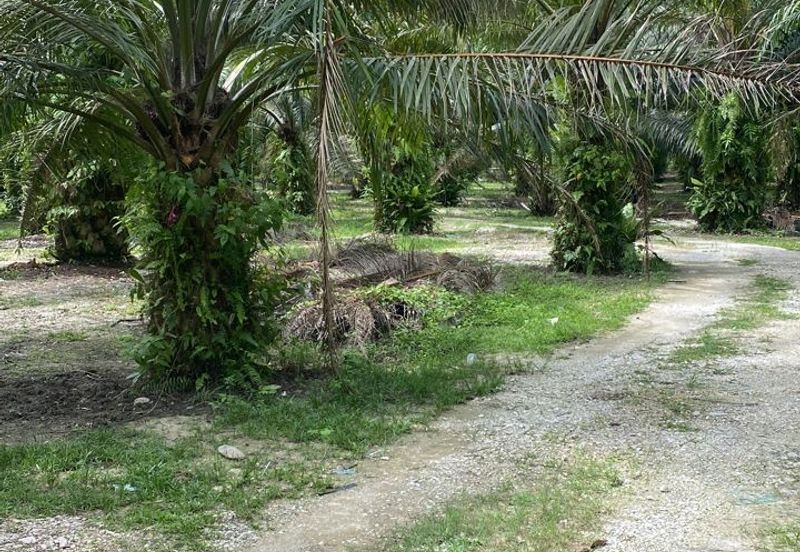 KAMPUNG TIMAH & TANJUNG TUALANG - OIL PALM - 38 acres - FOR SALE 