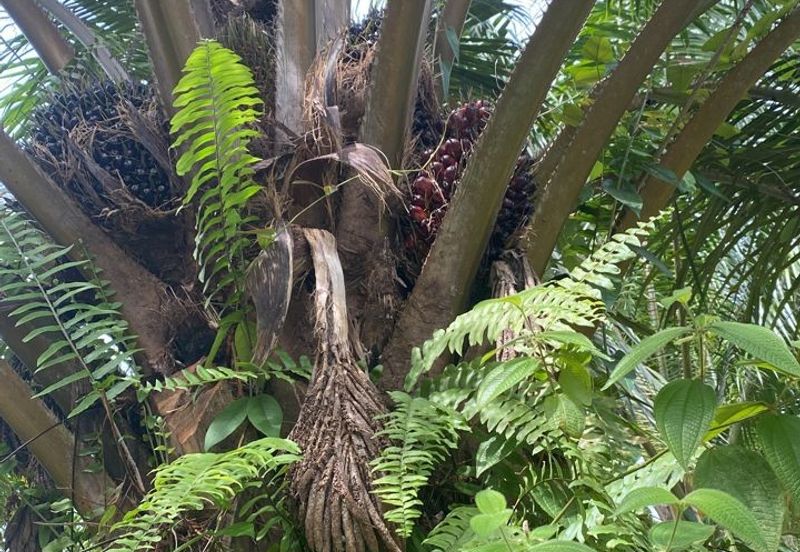 KAMPUNG TIMAH & TANJUNG TUALANG - OIL PALM - 38 acres - FOR SALE 