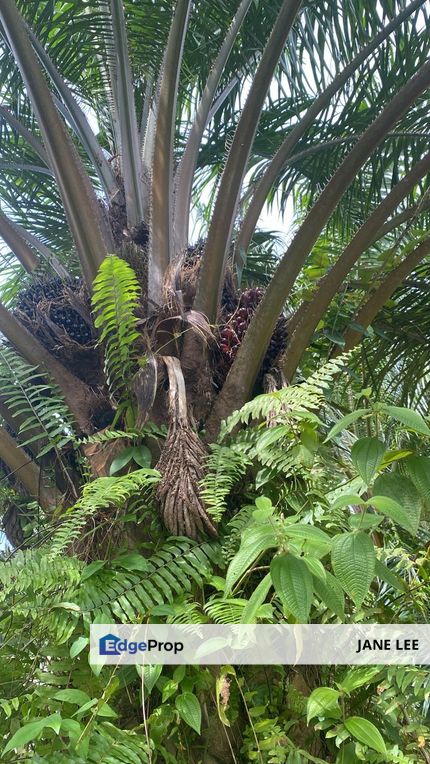 KAMPUNG TIMAH & TANJUNG TUALANG - OIL PALM - 38 acres - FOR SALE , Perak, Tanjong Tualang