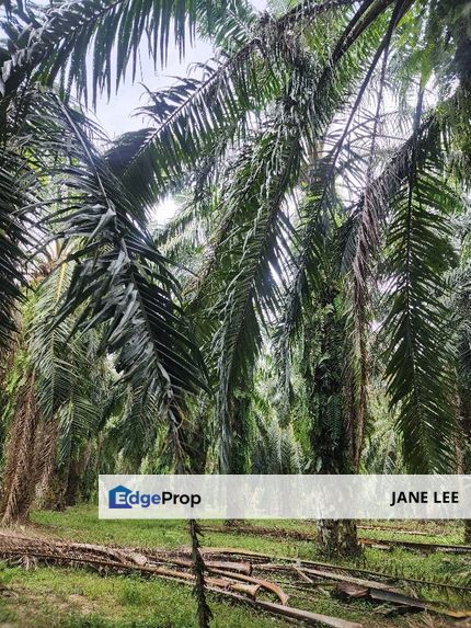 CHENGDERONG -KINTA VALLEY - 9 ACRES - FREEHOLD - FOR SALE , Perak, Chenderong Balai