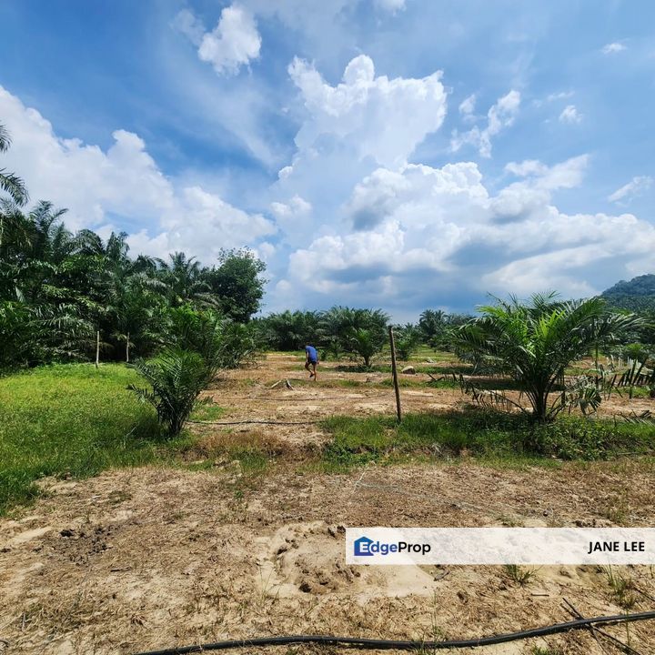 PARIT ROAD - 5 acres - FREEHOLD - TREE -5 / 6 Year , Perak, Parit