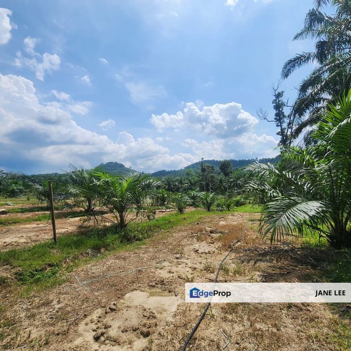 PARIT ROAD - 5 acres - FREEHOLD - TREE -5 / 6 Year , Perak, Parit