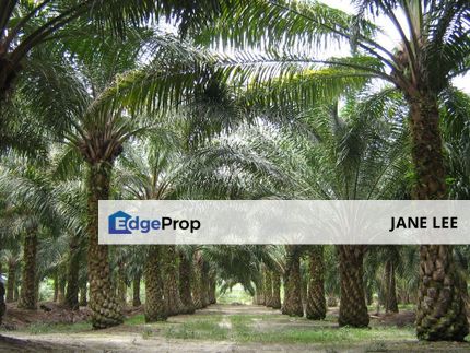 SUNGAI SIPUT - 105 ACRES - FREEHOLD -TREE-6 Years , Perak, Kuala Kangsar