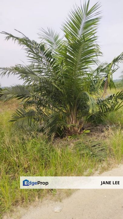 🏞️ TAPAH - 433 Acres Palm Oil Plantation For Sale 🌱 Ready-to-Harvest · Accessible Land · High Growth Potential, Perak, Slim River