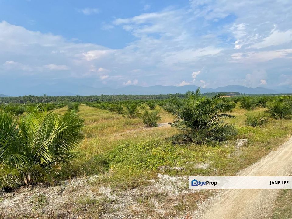 🏞️ TAPAH - 433 Acres Palm Oil Plantation For Sale 🌱 Ready-to-Harvest · Accessible Land · High Growth Potential, Perak, Slim River
