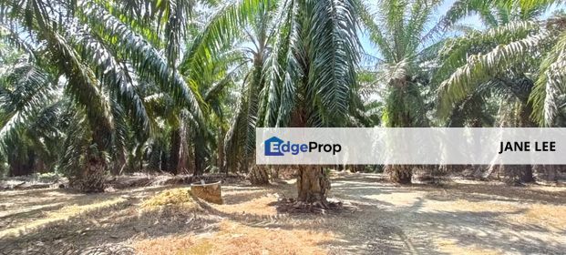 PARIT - 4 acres - OIL PALM LAND - FREEHOLD - 4 TON per month - RM 110K (NEGO) per acre - FOR SALE , Perak, Parit