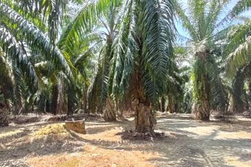 PARIT - 4 acres - OIL PALM LAND - FREEHOLD - 4 TON per month - RM 110K (NEGO) per acre - FOR SALE 