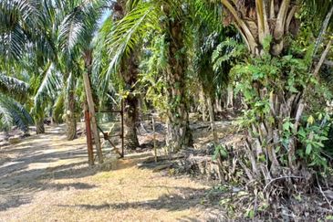 PARIT - 4 acres - OIL PALM LAND - FREEHOLD - 4 TON per month - RM 110K (NEGO) per acre - FOR SALE 