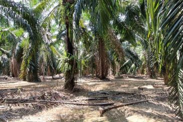PARIT - 4 acres - OIL PALM LAND - FREEHOLD - 4 TON per month - RM 110K (NEGO) per acre - FOR SALE 