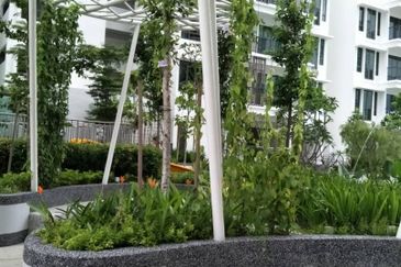 Tree Sparina @ Ideal Vision Park