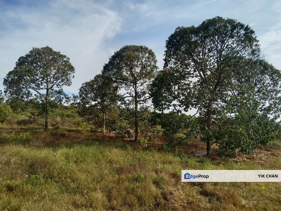 Durian Farm for Sale, Negeri Sembilan, Simpang Pertang