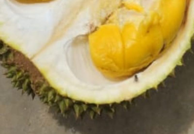 Durian Farm for Sale