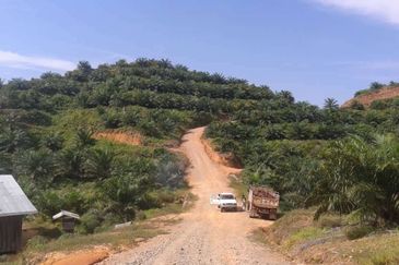 Oil Palm Estate at Telupid for sale 