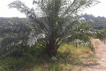 Oil Palm Estate at Telupid for sale 