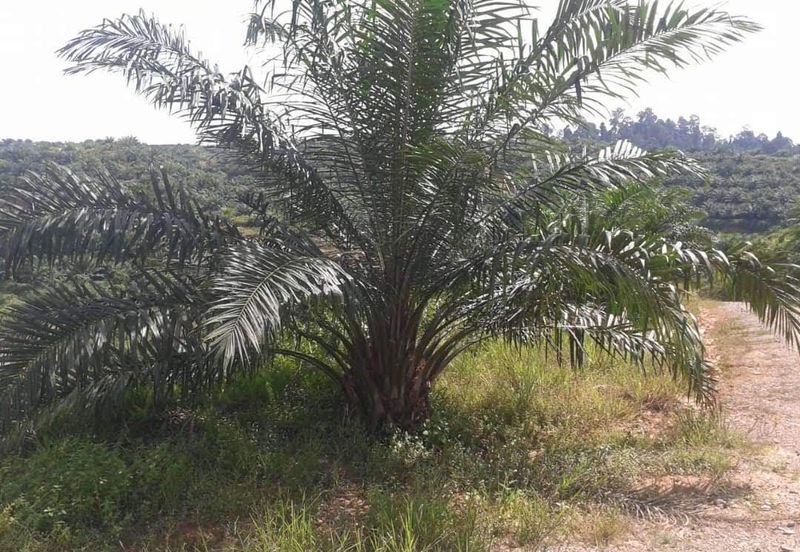 Oil Palm Estate @ Telupid | 992 acres | CL Agriculture | For sale 