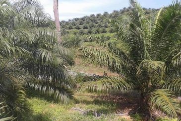 Oil Palm Estate at Telupid for sale 