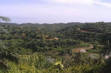 Oil Palm Estate at Telupid for sale 