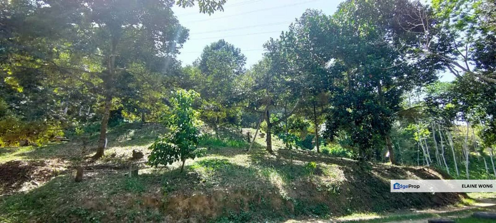 Telipok land | Durian farm , Sabah, Kota Kinabalu