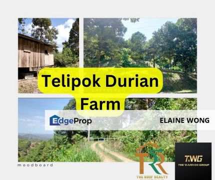 Telipok land | Durian farm , Sabah, Kota Kinabalu