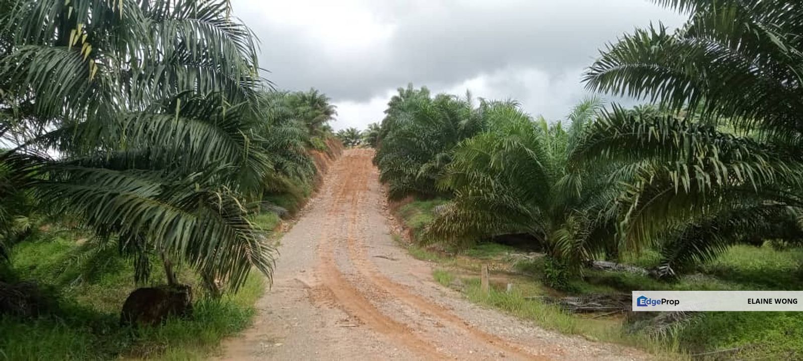 Oil Palm Estate @ Telupid | 992 acres | CL Agriculture | For sale , Sabah, Sandakan