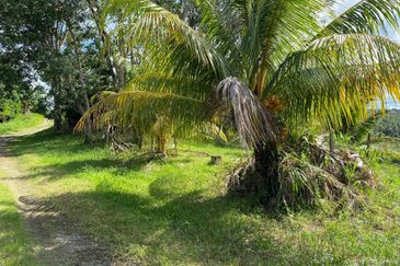 Kudat Agricultural Land for Sale  