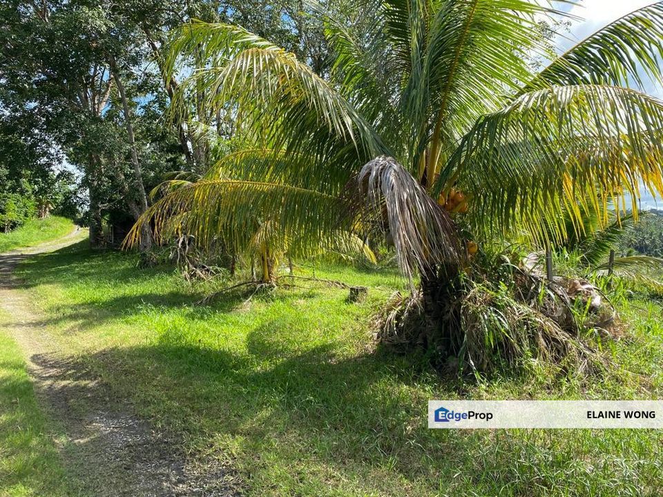 Kudat Agricultural Land for Sale  , Sabah, Kudat