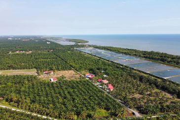 Tanah Pertanian Sawit Tanjung Karang Paling Murah
