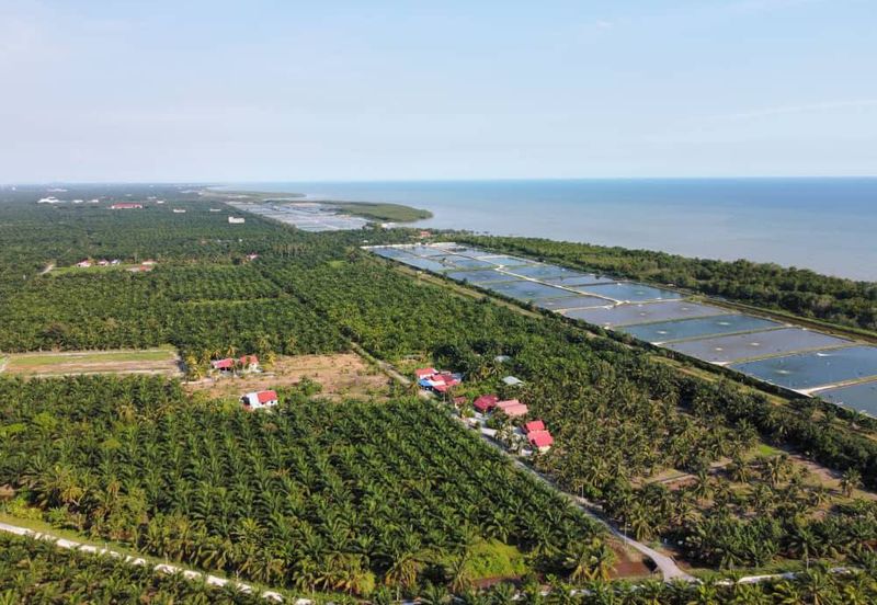 Tanah Pertanian Sawit Tanjung Karang Paling Murah