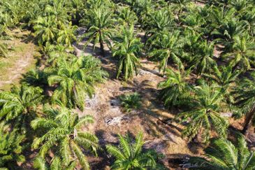 Tanah Pertanian Sawit Tanjung Karang Paling Murah