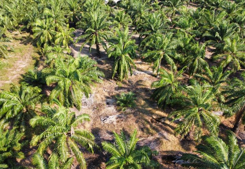 Tanah Pertanian Sawit Tanjung Karang Paling Murah