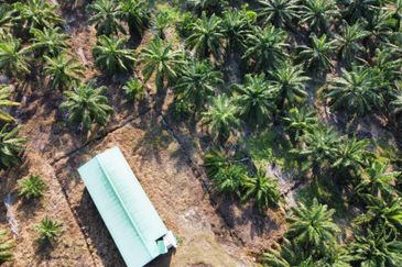 Tanah Pertanian Sawit Tanjung Karang Paling Murah