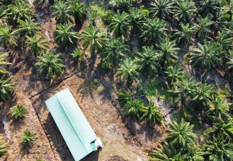 Tanah Pertanian Sawit Tanjung Karang Paling Murah