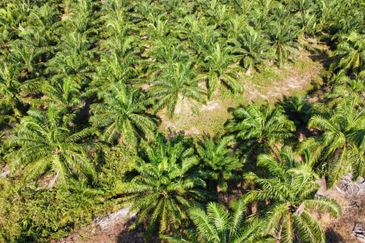 Tanah Pertanian Sawit Tanjung Karang Paling Murah