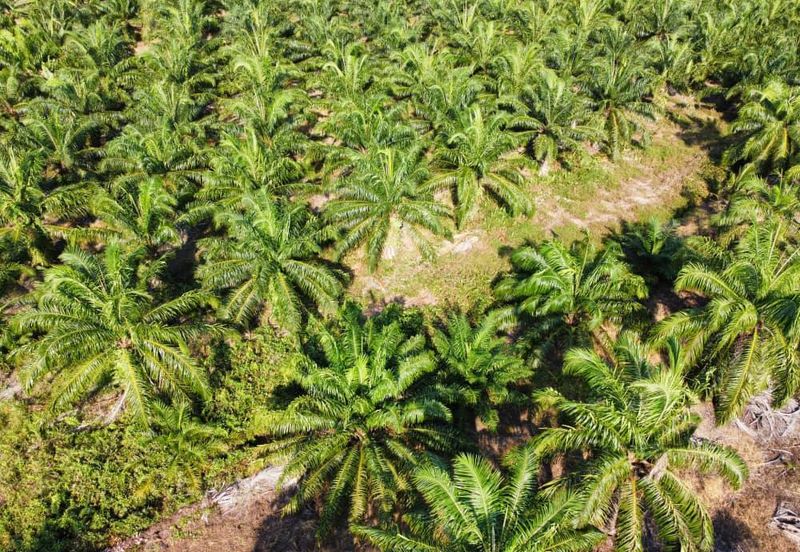 Tanah Pertanian Sawit Tanjung Karang Paling Murah
